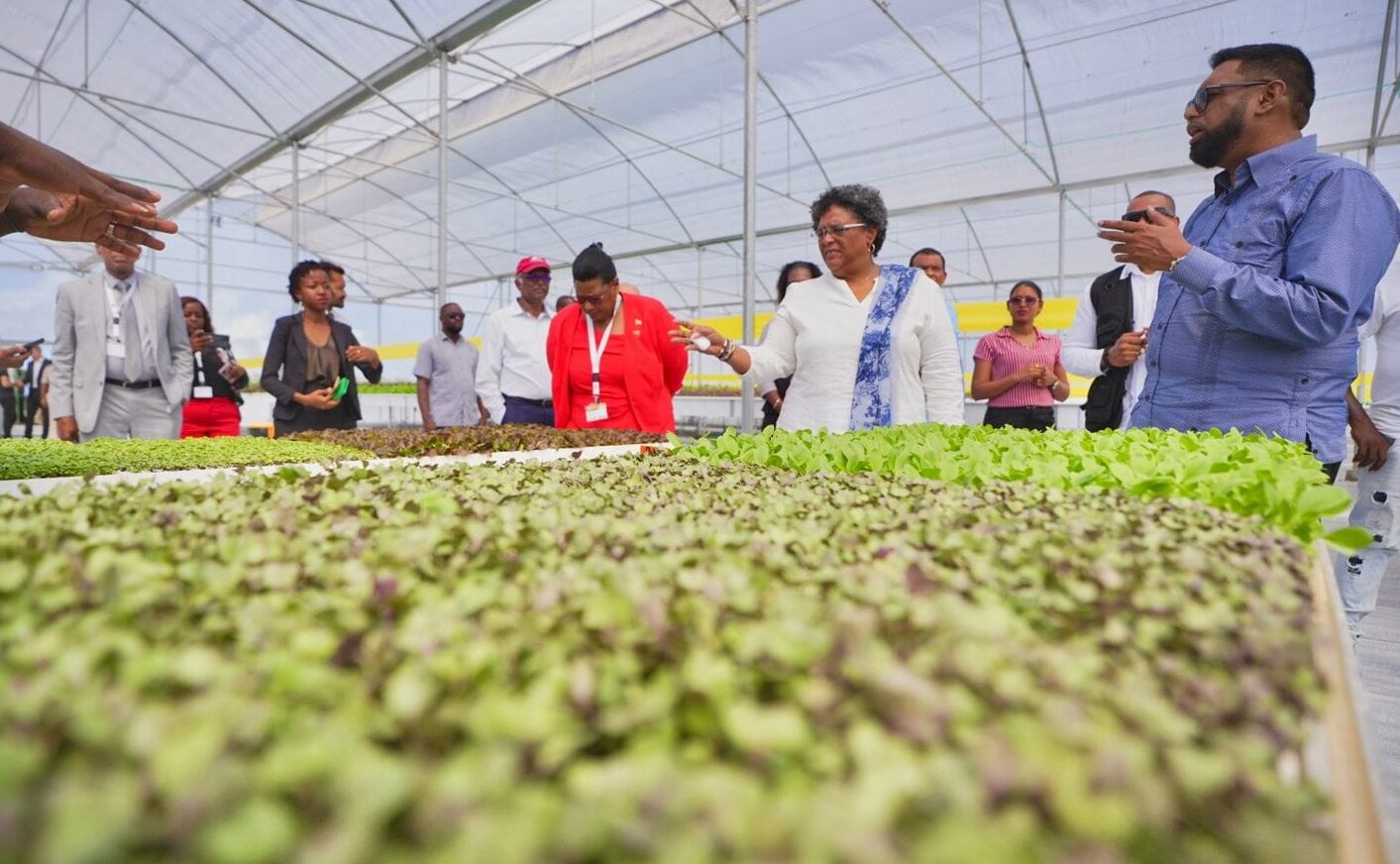 Guyana transformation project - Heads of Government view lettuce (OP)
