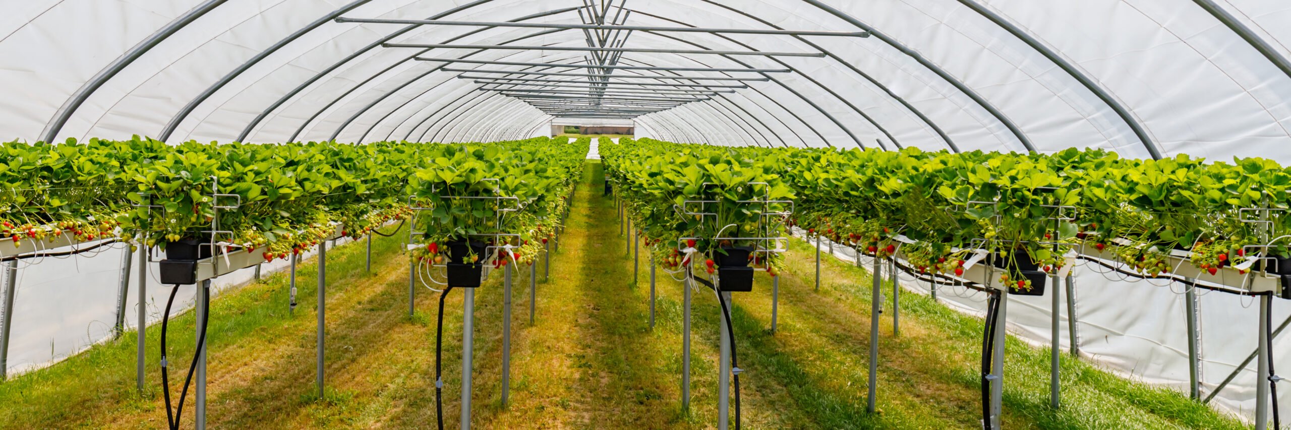 Hydroponics,Strawberry,In,Greenhouse,With,High,Technology,Farming.,Agricultural,Greenhous