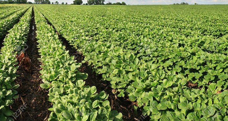 agri-soya-guyana