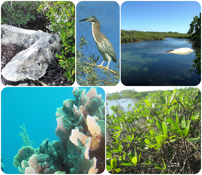 op: A broken culvert; a green heron; and a boat hull blocks the waterway Bottom: Healthy coral and a healthy mangrove (Photos via Ancat)