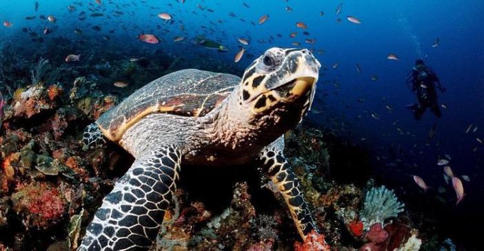 Hawksbill Turtle (Photo via Robert Harding Picture Library)