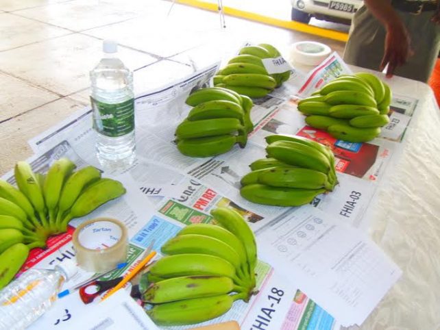 The new varieties on display on Friday morning (Photo via Dominica News Online)