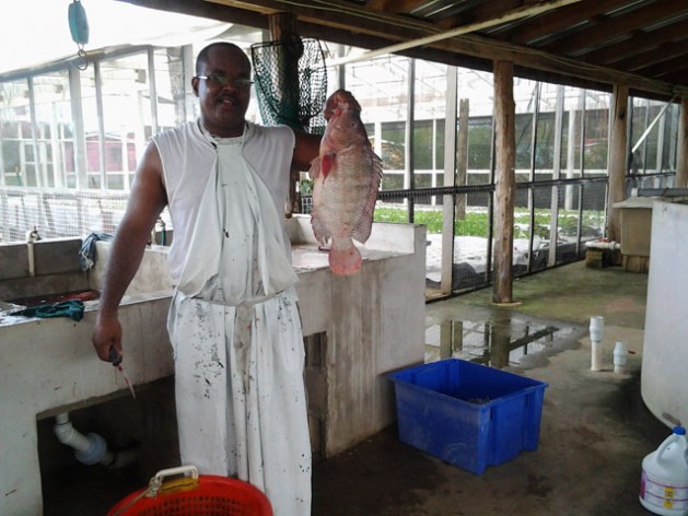 Jimmi Jones selects tilapia fish to prepare fillet for a customer. Credit: Zadie Neufville/IPS