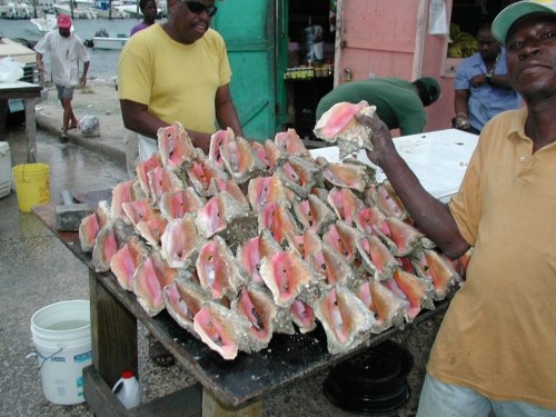 The threat of suit is of great concern to the region, which exports roughly US$185 million worth of conch meat a year to the US.