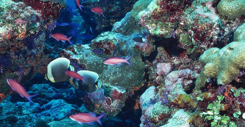 coral reefs in Saint Lucia