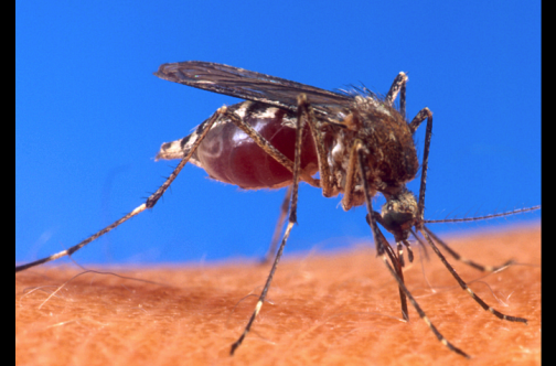 The Aedes Egypti mosquito, which causes the Chikungunya virus. Although Chikungunya does not cause death, like dengue fever, which is also spread by the Aedes Egypti mosquito, Chikungunya can cause infected persons to have joint pains for more than t