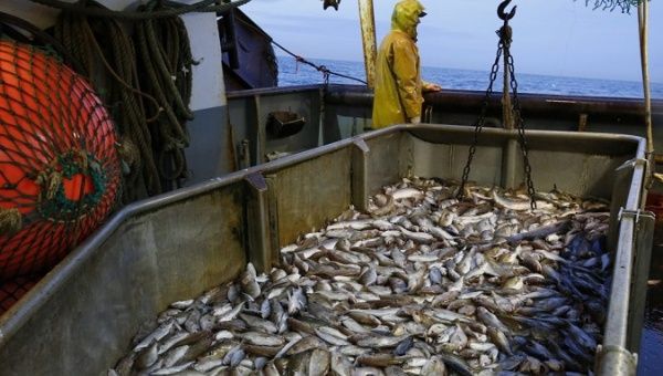 The decline in fish catches is influenced by many factors, from climate change to overfishing and boat activity. (Photo via Reuters)
