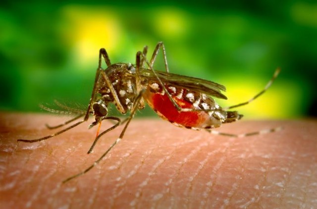 The Aedes Aegypti mosquito that transmits the Zika virus (Photo courtesy flickr.com)