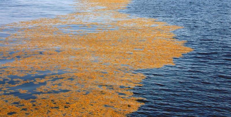 Pelagic-sargassum-weedline.1200