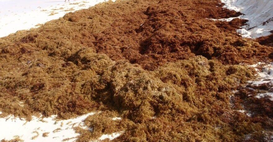 Sargassum