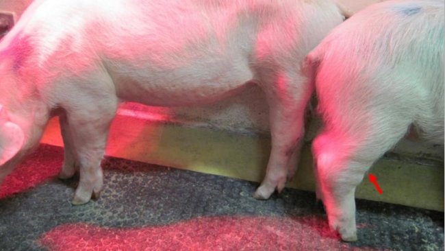 african-swine-flu
