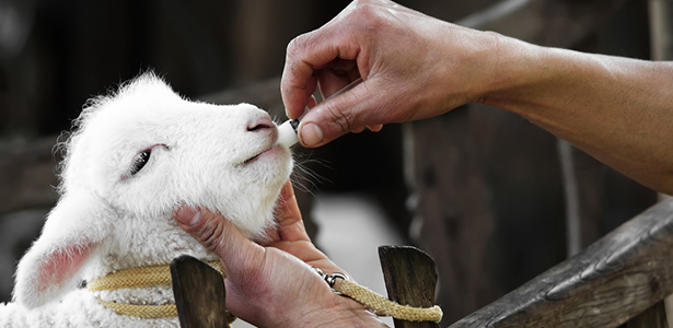 Animals-antibiotics