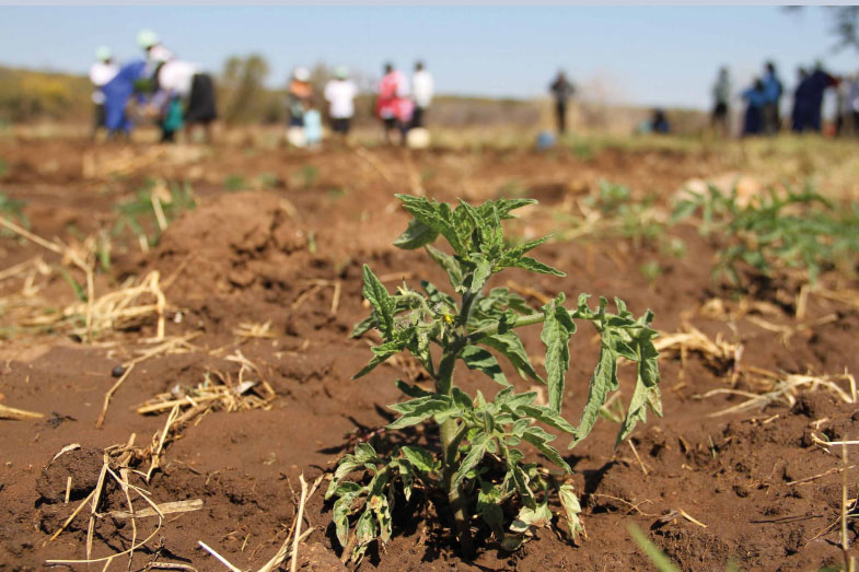 With irrigation use becoming more widespread in the Caribbean, countries&rsquo; fresh-water supplies will become increasingly important. Photo: FAO