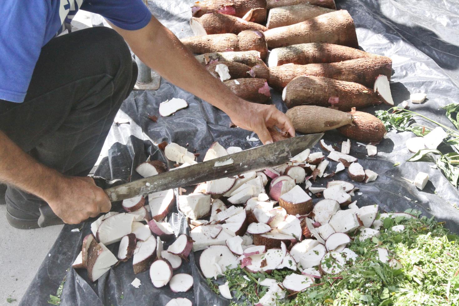 La harina de yuca, la producci&oacute;n de hojuelas, el procesamiento del cultivo para alimentaci&oacute;n animal y humana y su uso como materia prima fueron los temas que despertaron m&aacute;s inter&eacute;s entre los participantes.(Phot courtesy I