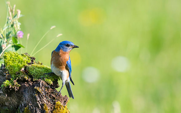 em-Biodiversity-