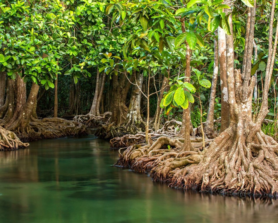 mangrove-2