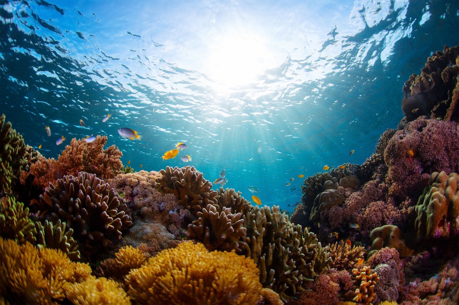 ocean