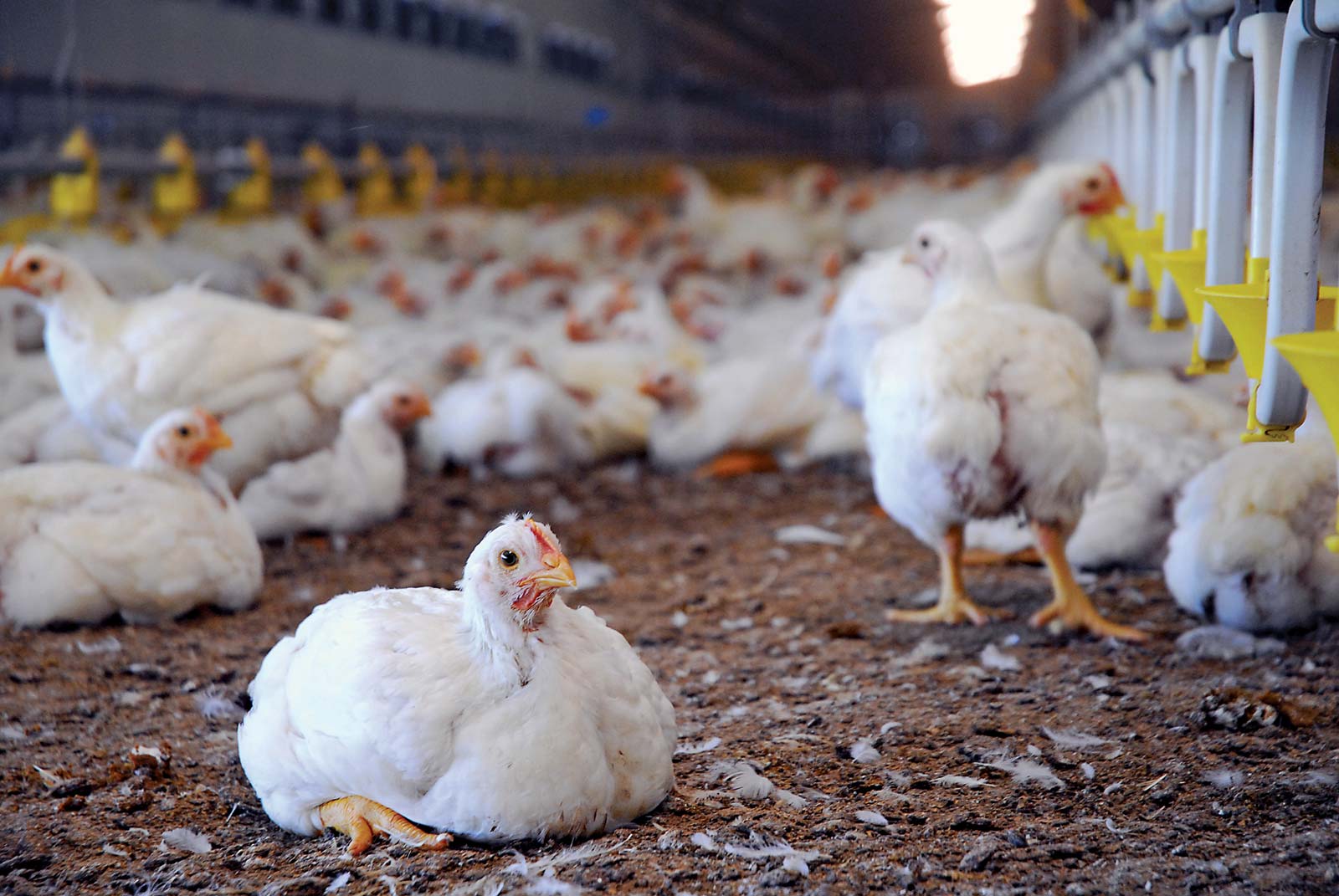 poultry