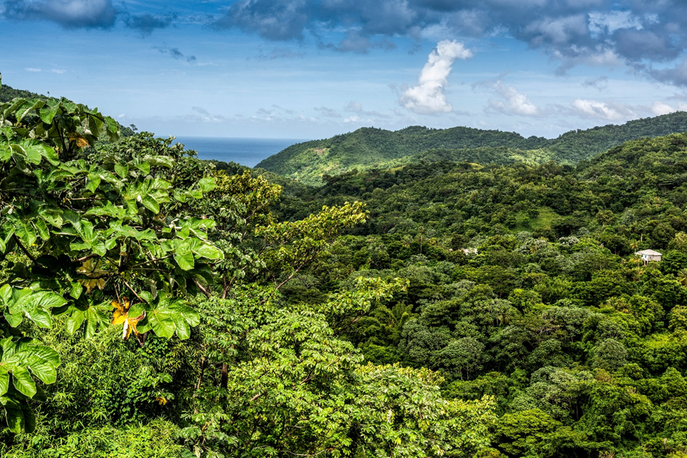 rainforest in Grenada