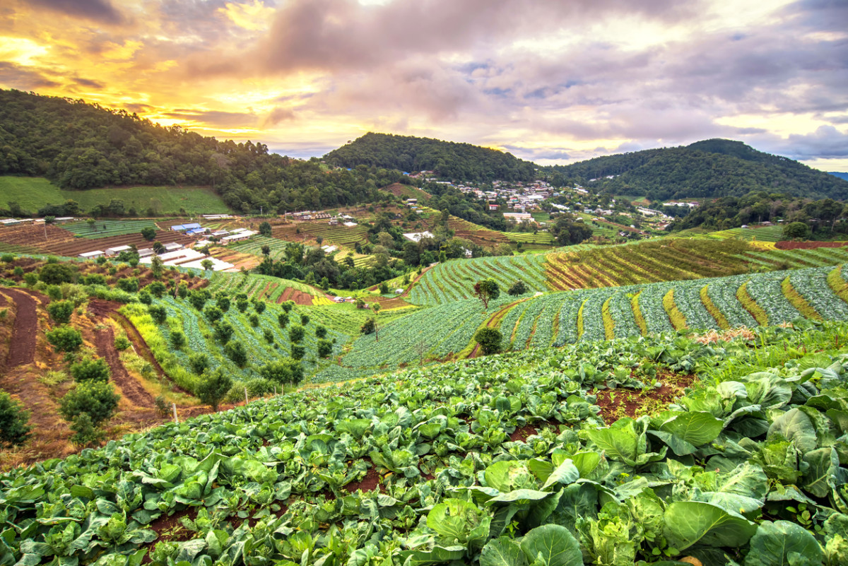 sus-agri
