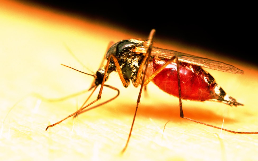 Zika-mosquito