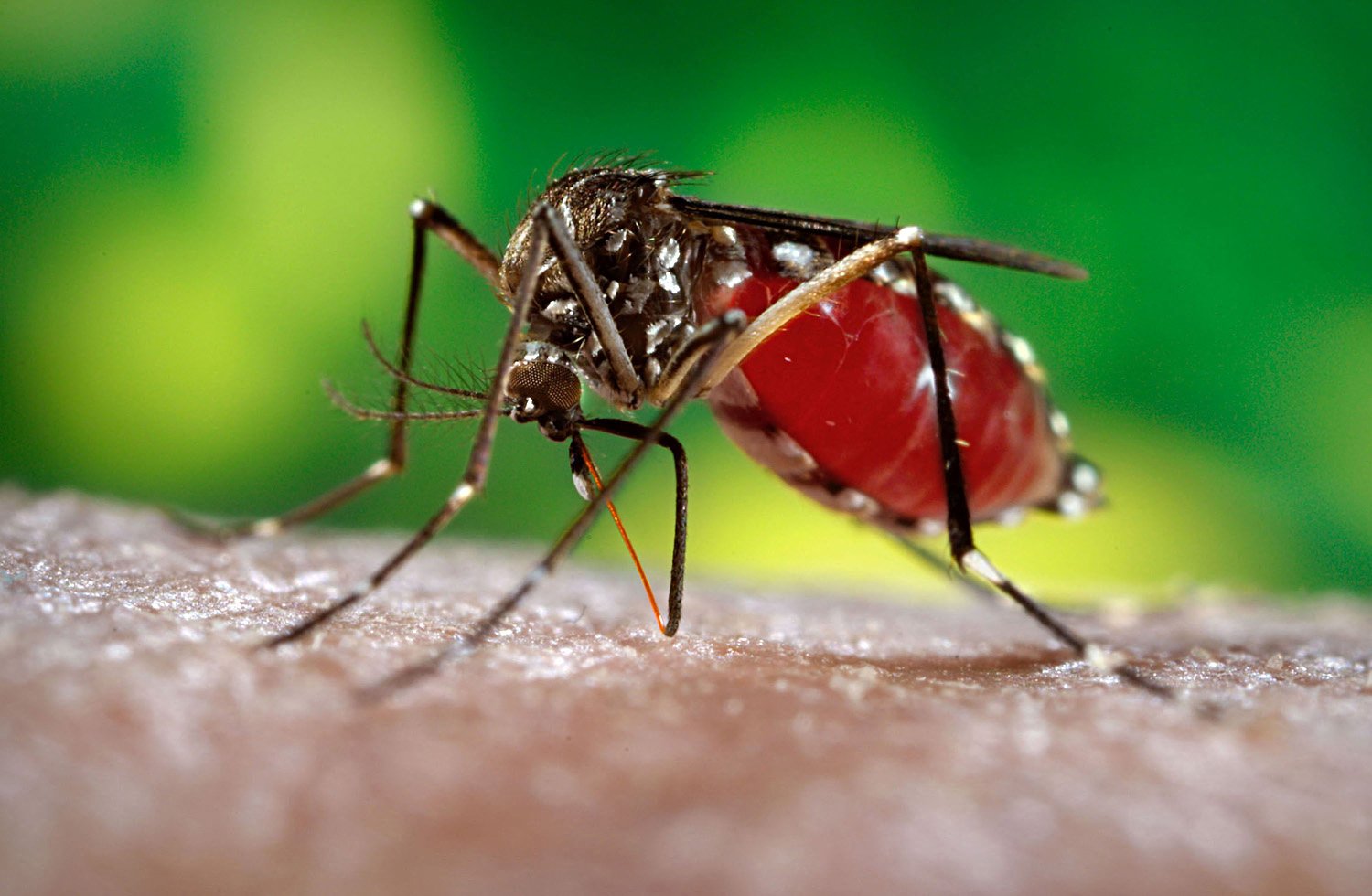 Zika-mosquito