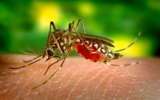 The Aedes Aegypti mosquito that transmits the Zika virus (Photo courtesy flickr.com)