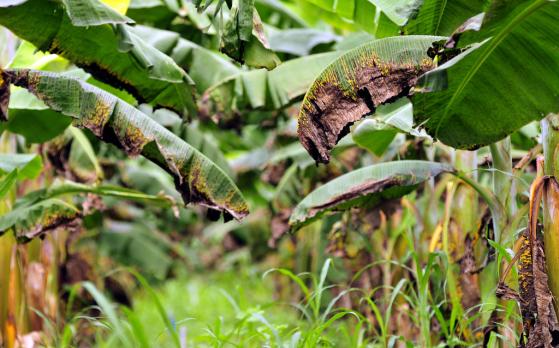 The effect of Black Sigatoka on banana leaves