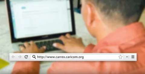 carrex